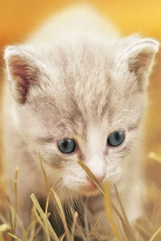 Cats wallpapers