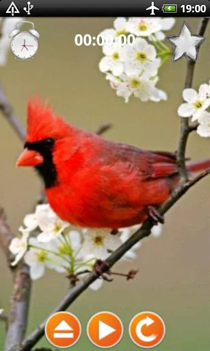 Birds Calls Sounds screenshot 3