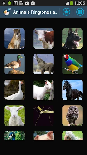 Animal Sounds Ringtones Alarm