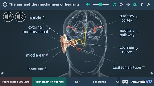 The mechanism of hearing 3D