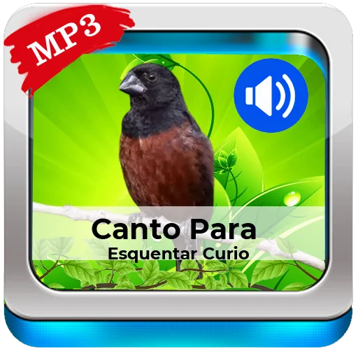 Canto Para Esquentar Curio