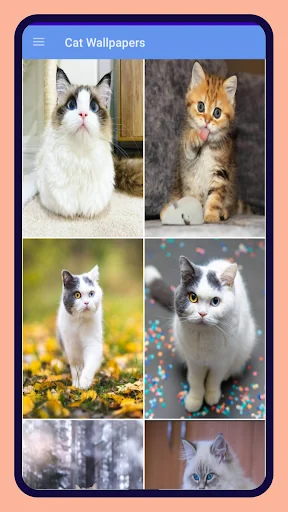Cute Cat Wallpapers HD