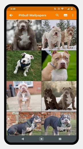 Pitbull Dog Wallpaper screenshot 1