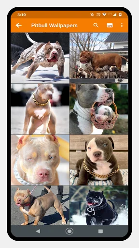 Pitbull Dog Wallpaper screenshot 2