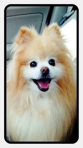 Pomeranian Dog Wallpapers