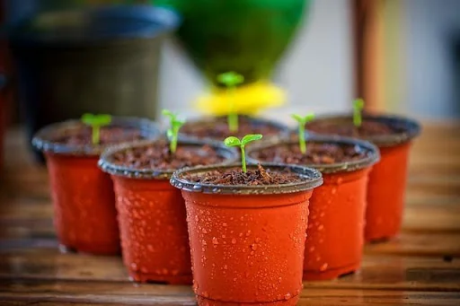 Curso de jardineria huerto