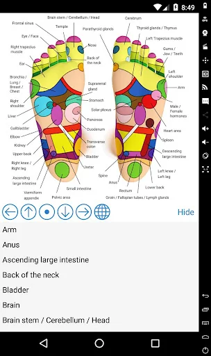 Foot Reflexology Chart