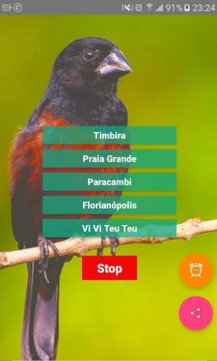 Curió Campeão