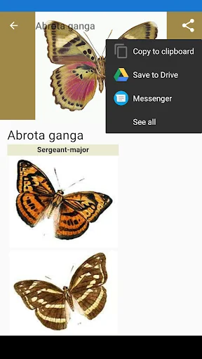 Butterflies: Encyclopedia