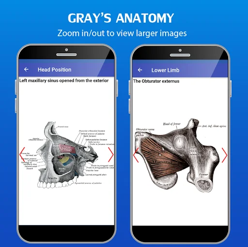 Gray's Atlas of Anatomy Pro screenshot 3