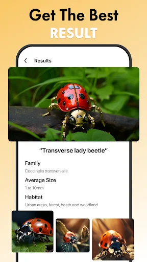 Insect Identifier App screenshot 3
