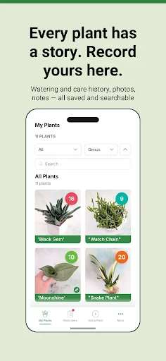Cheerful Plants