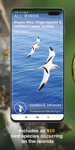 All Birds West Indies: Puerto 