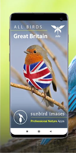 All Birds UK  - A Sunbird Fiel