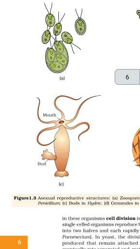 Class 12 Biology NCERT Book