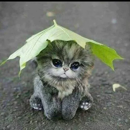 Cat Wallpapers HD Cute screenshot 1