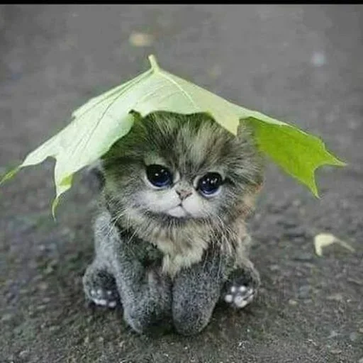 Cat Wallpapers HD Cute