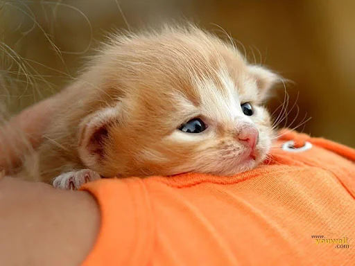 Cat Wallpapers HD Cute screenshot 2