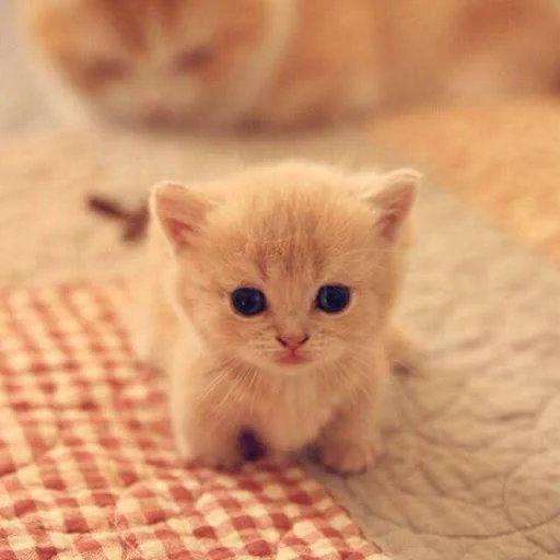 Cat Wallpapers HD Cute screenshot 3