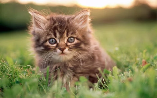Cat Wallpapers HD Cute screenshot 4