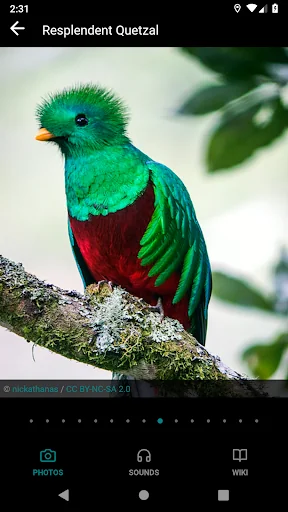 GoBird - Guide to Nearby Birds screenshot 4
