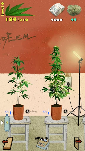 Weed Firm: RePlanted