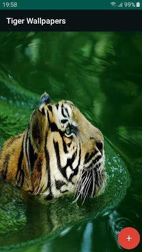 tiger wallpapers