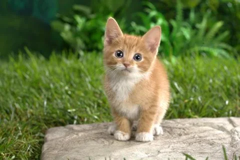 Cats Jigsaw Puzzles screenshot 1