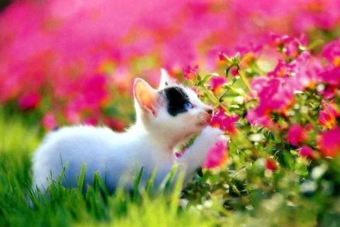 Cats Jigsaw Puzzles screenshot 2