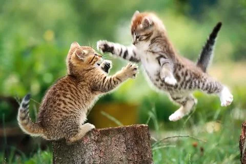 Cats Jigsaw Puzzles screenshot 3