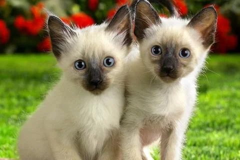 Cats Jigsaw Puzzles screenshot 4