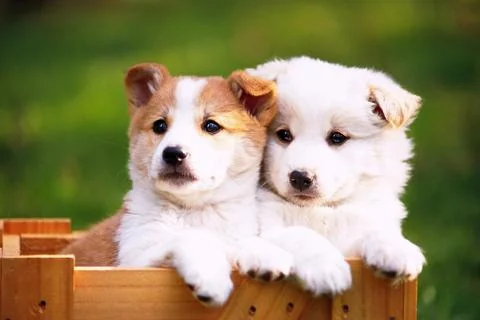 Dogs Jigsaw Puzzles screenshot 1
