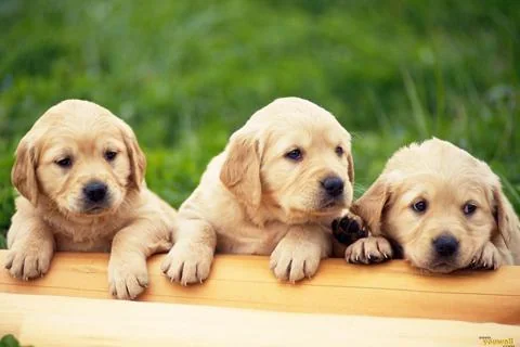 Dogs Jigsaw Puzzles screenshot 2