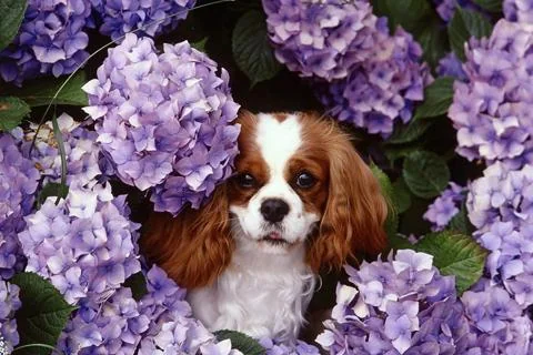 Dogs Jigsaw Puzzles screenshot 3