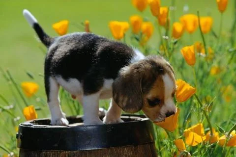Dogs Jigsaw Puzzles screenshot 4