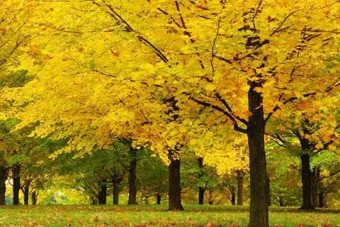 Forest Jigsaw Puzzles screenshot 1