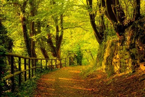 Forest Jigsaw Puzzles screenshot 2