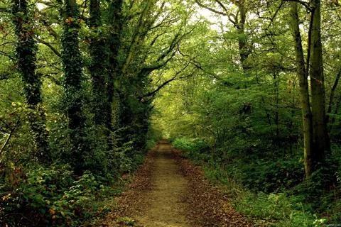 Forest Jigsaw Puzzles screenshot 3
