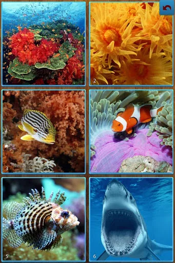Sea Life Jigsaw Puzzles screenshot 1