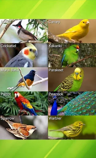 Animal Sounds