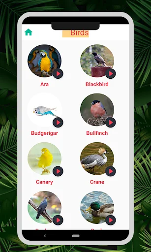 Animal & Bird Sounds