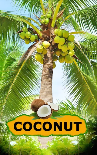 Coconut