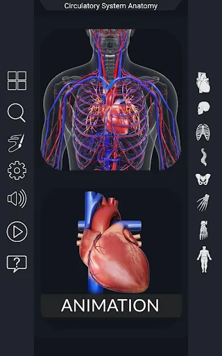 Circulatory System Anatomy