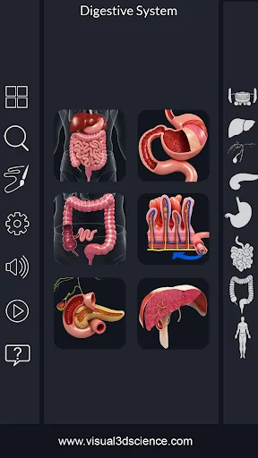Digestive System