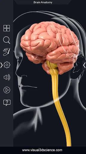My Brain Anatomy screenshot 1