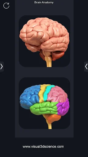My Brain Anatomy screenshot 2