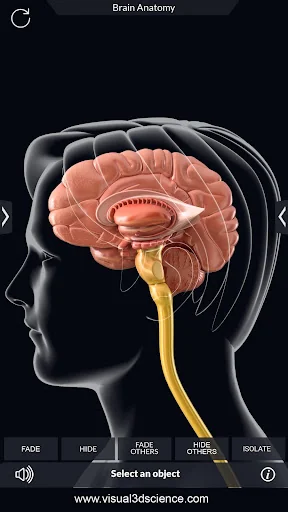 My Brain Anatomy screenshot 3