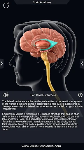 My Brain Anatomy screenshot 4