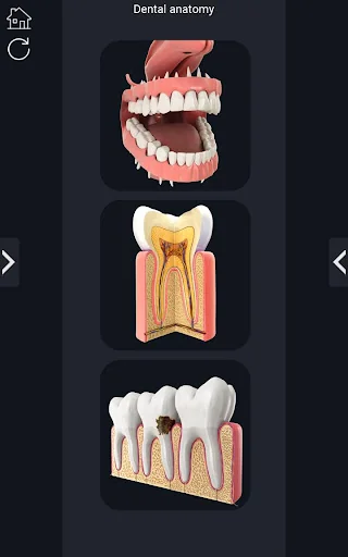 Dental Anatomy Pro. screenshot 2