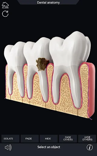 Dental Anatomy Pro. screenshot 4